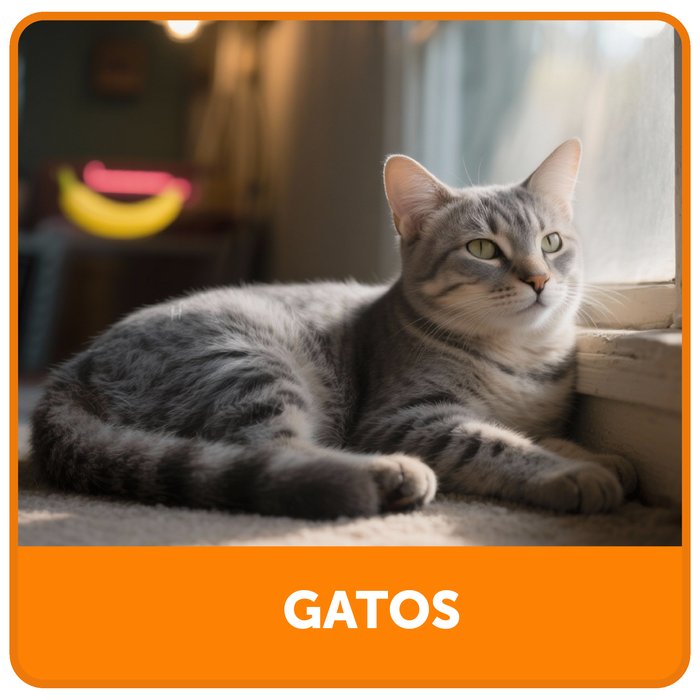 Gatos